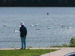 A person standing in front of some water with swans.