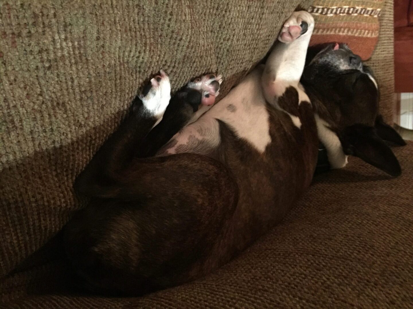 A dog laying on its back with his paws up.