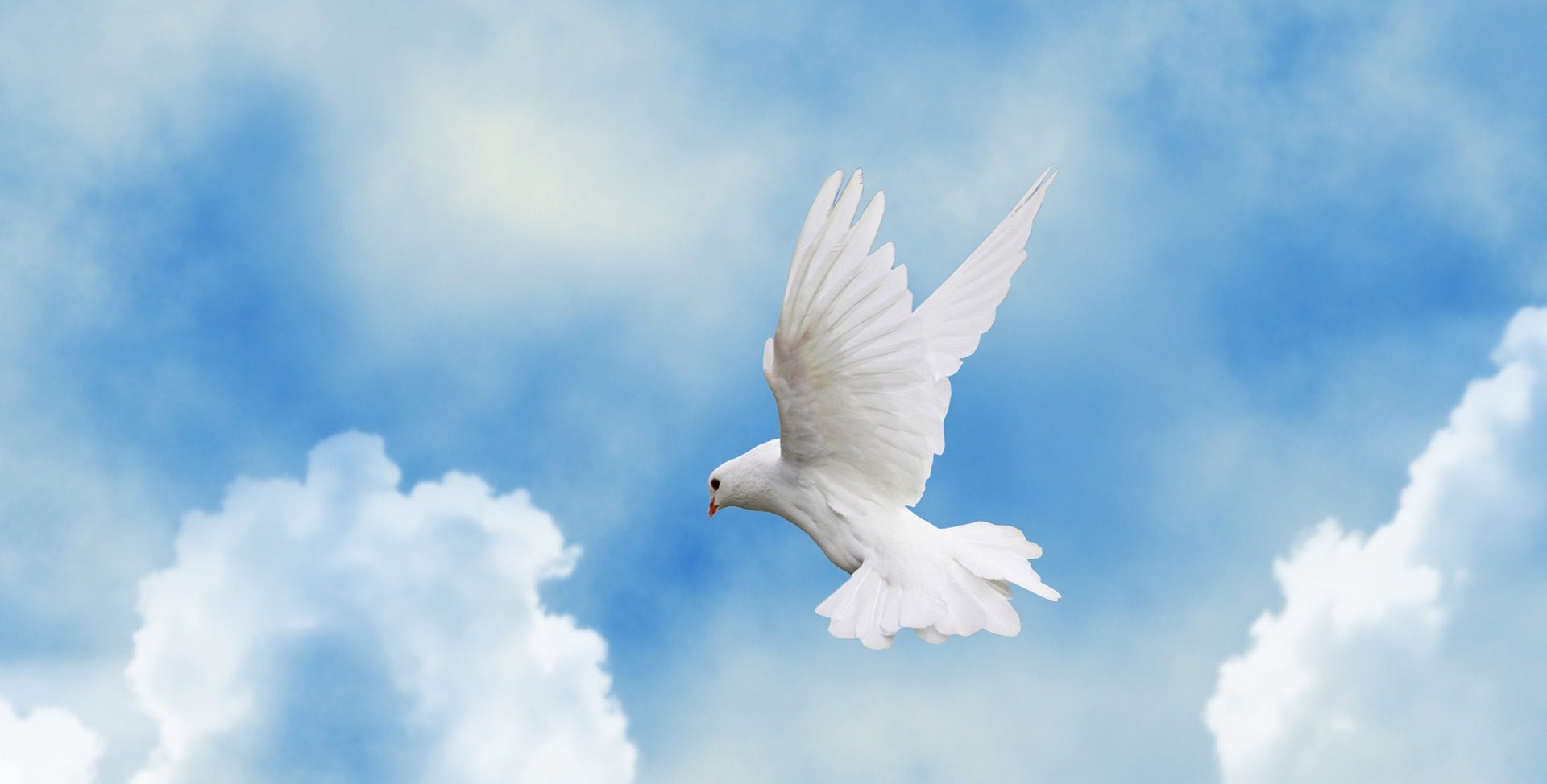 A white bird flying in the sky with clouds.