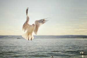 A bird flying over the water near a body of water.